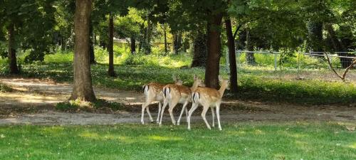 Gartenhotel Altmannsdorf Hotel 1