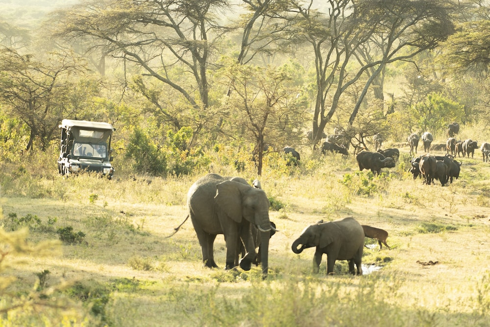 Entumoto Safari Camp