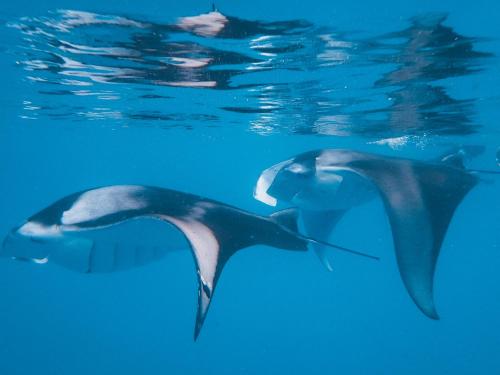 The Nautilus Maldives