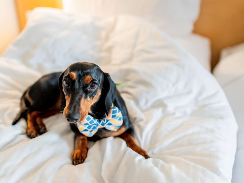 ibis Jaipur City Centre